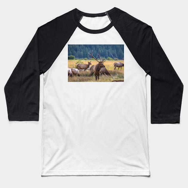 Rocky Mountain Moose Baseball T-Shirt by dawn2dawn